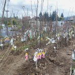 Jabloň domáca (Malus domestica) ´RED LOVE´® - zimná, výška 160-180 cm, voľnokorenná